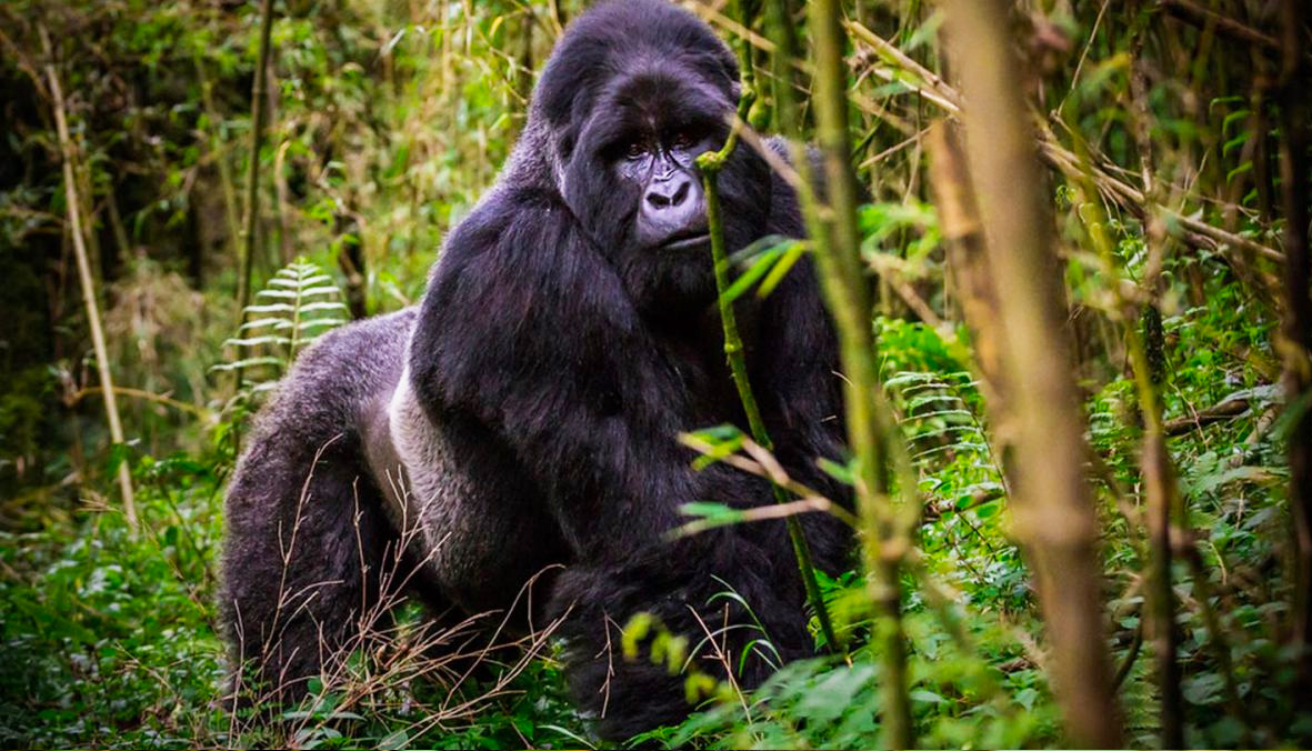 mountain-gorilla-in-mgahinga-gorilla-national-park
