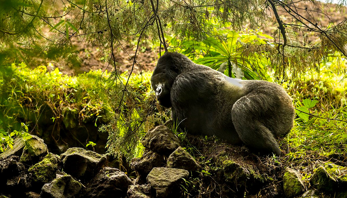 mountain-gorilla-in-volcanoes-national-park