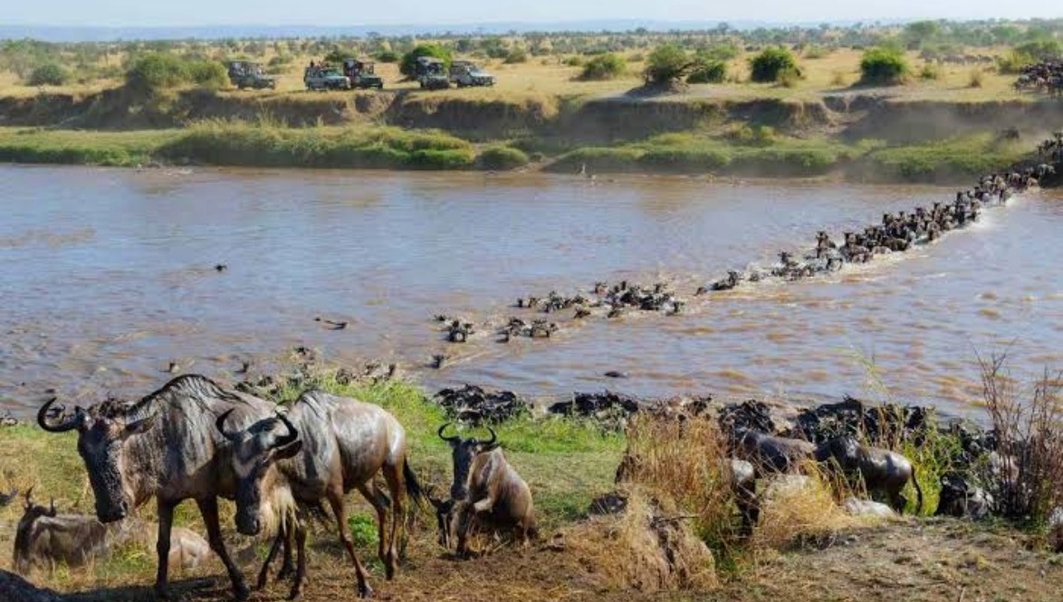 Great Migration Tanzania
