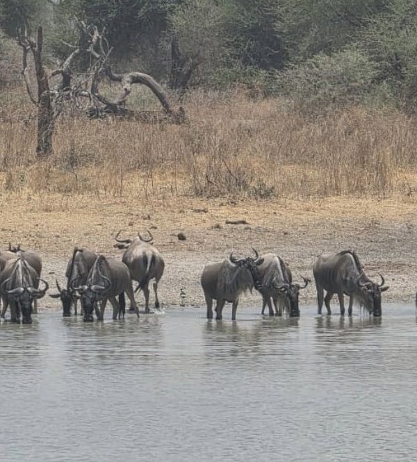 Great Migration Tanzania