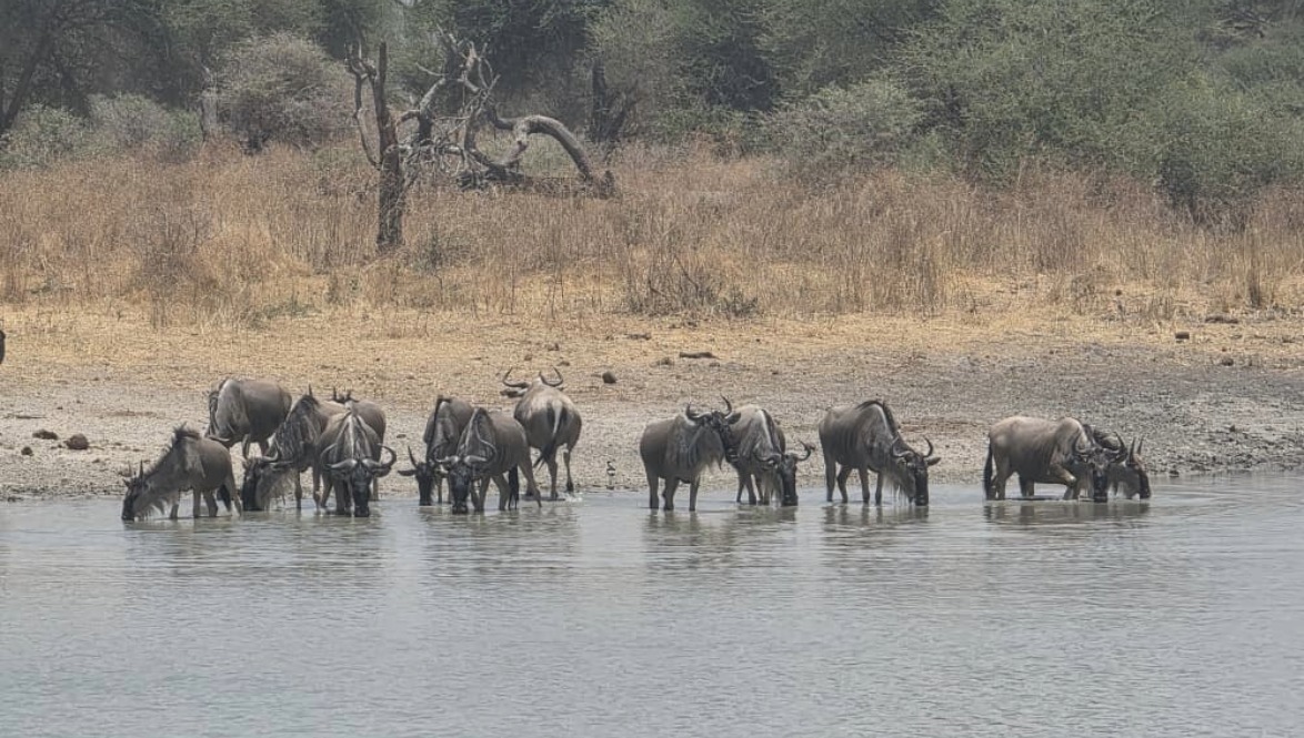 Great Migration Tanzania