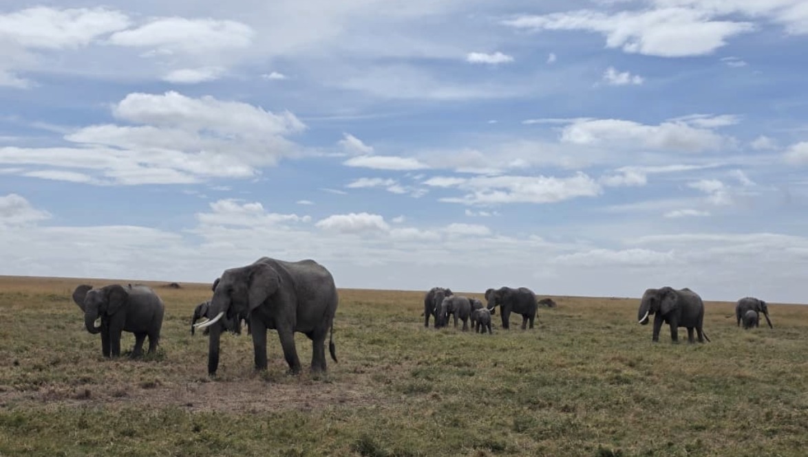 Serengeti National Park Safari Serengeti National Park Safari