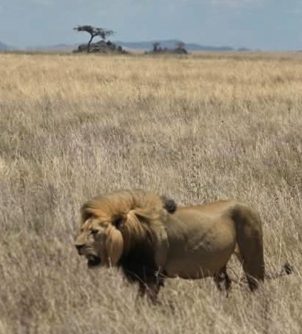 Serengeti vs Masai Mara