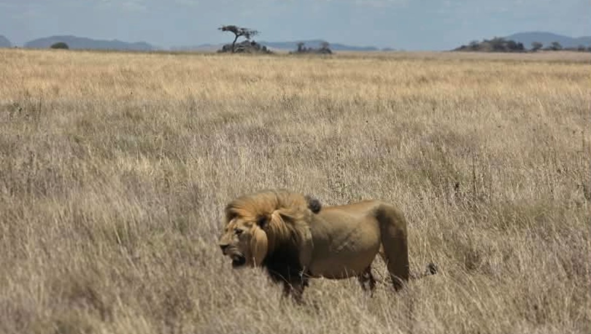 Serengeti vs Masai Mara