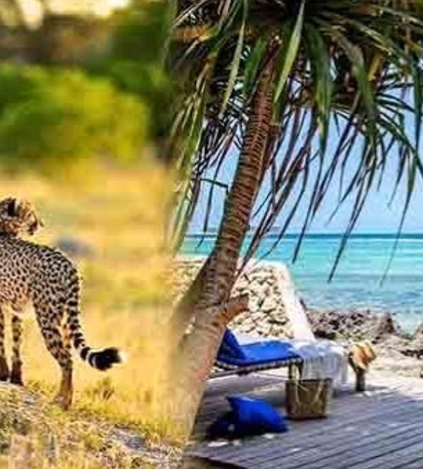 Tanzania safari and Zanzibar beach holiday