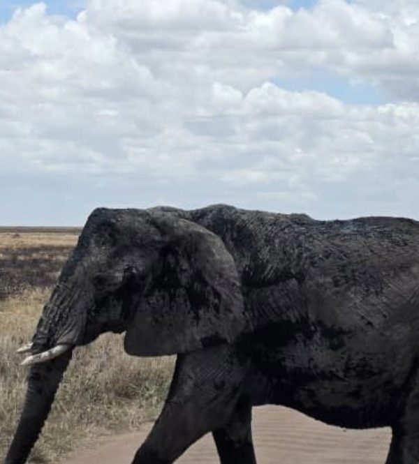 tarangire-national-park-safari