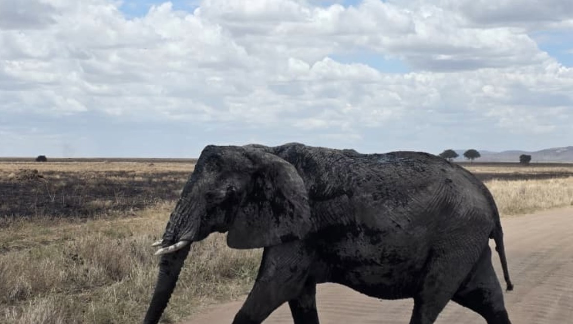 tarangire-national-park-safari